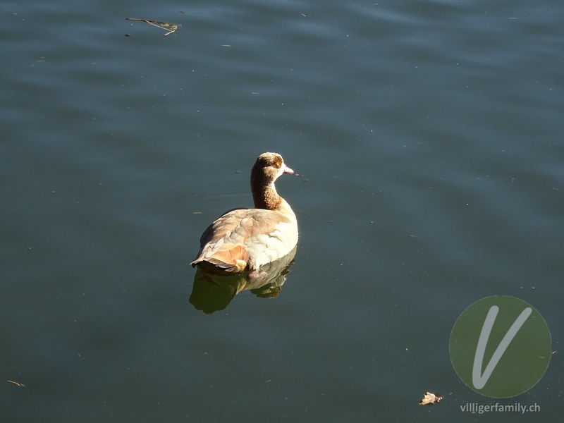 Nilgans: Übersicht